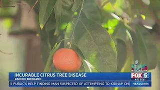 Citrus Trees Test Positive For Incurable Plant Disease