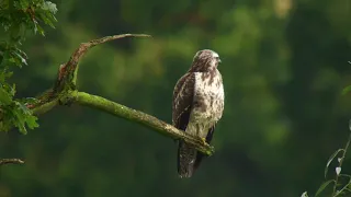 Digiscoping with Swarovski ATX 115mm telescope, Digidapter and Sony A6300 aps-c camera.