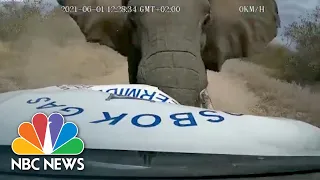 WATCH: African Elephant Charging Supply Truck, Crushing Front End