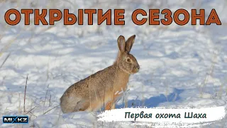 охота на зайца, Стрельба, лайка и зайцы, охота с русско-европейской лайкой Шах mix kz