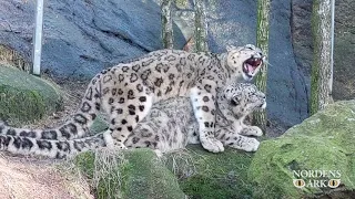 Love is in the air - snow leopards at Nordens Ark