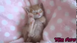 Cute Kitten Playing And Sleeping Too Cute! Котята делают все очень мило