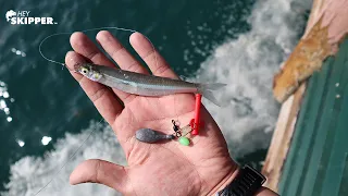 How to catch the BEST BAIT for Pier Fishing! (California Special)