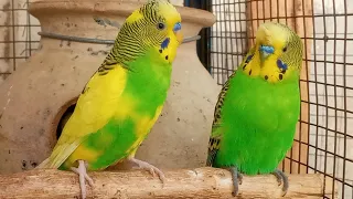 Over 10 Hours of Budgies Playing, Singing and Talking in their Aviary