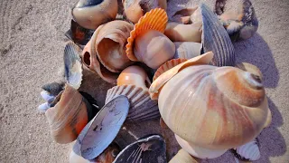 Found AMAZING SHELLS on this windswept, remote beach!