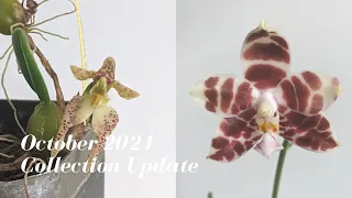 October 2021 Orchid Collection Update | Fall is here!  Orchid Growing in NYC