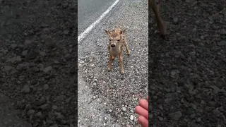 This Deer Was With Its Mother When It Did The Cutest Thing Ever