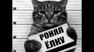 Самые смешные коты в мире! Лучшие приколы с котами 2016-2017 часть 5/ бешеные коты (CatsLIVE)