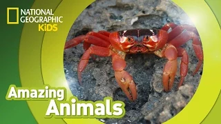 Christmas Crab 🦀 | Amazing Animals