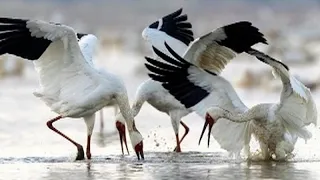 Critically endangered white crane spotted in north China's Tianjin