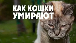 Как умирают кошки и почему уходят из дома? Как помочь умирающей кошке