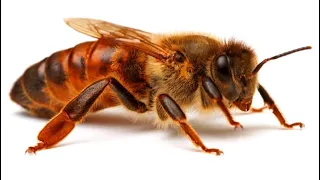 Как подсадить пчелиную матку улей на 100%. 14 мая 2024