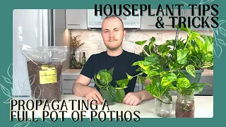 How To Propagate A Full Pot Of Pothos From One Vine | Houseplant Tips & Tricks