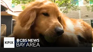 Davis rescue dog Frannie's weight loss journey makes her internet sensation