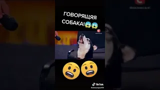 Говорящая собака. Сөйлейтін ит.(I love you) Животный мир