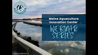 MAIC, MAY 2024: The Aquaculture of Green Sea Urchins in New England