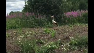 В Гатчинском районе у дороги засняли аиста, который не боится людей