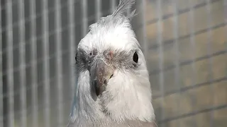 Cockatiel Compilation 2 | One Hour of Cockatiels