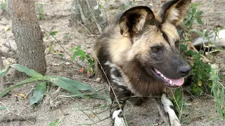 Sabi Sands: great pack of wild dogs, chilling, running and playing - very close