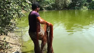 Net Fishing | Catching Fish With Cast Net | Net Fishing in the village (Part-245)