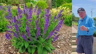 EASY Tips To Get The BEST From Perennial Meadow Sages // Salvia May Night & Blue Hill