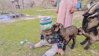 Daily routine life of the nomadic people in Iran (2023)