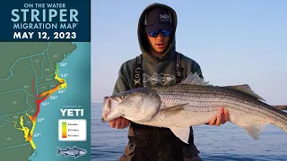 Striper Migration Report | May 12, 2023