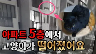 아파트 5층에서 고양이가 떨어졌어요[고양이탐정]How to find a lost cat