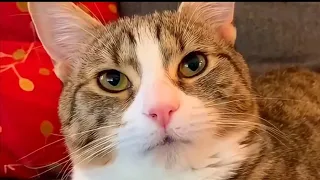 Funny Cat Videos to Make You Smile ! 2021 | YUFUS