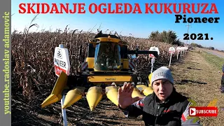 SKIDANJE OGLEDA KUKURUZA: PIONEER 2021. ; HARVEST OF THE MAIZE EXPERIMENTAL FIELD: PIONEER 2021;