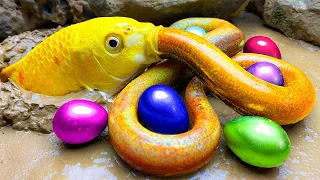 Funny Animation Cute Colorful Baby Fish, Electric Frog - Cute Pink Turtle / Stop Motion Cooking