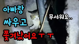 아빠랑 싸우고 집 밖으로 쫓겨난 고양이...ㅠㅠ[고양이탐정]