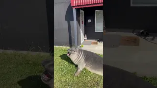 Neil the Seal Visits Small Town In Australia