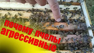 Почему пчелы агрессивные на пасеке? Почему пчелы злые и что делать с их ульем