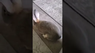 good morning Mr bunny (flemish giant rabbit Peter)