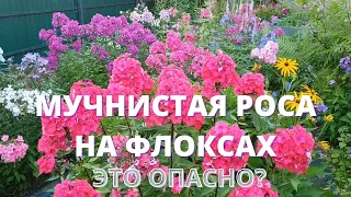 Мучнистая роса на флоксах. Что делать и как с ней бороться?