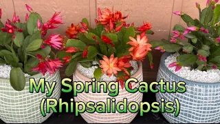 How to Re-pot a Spring Cactus