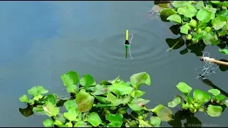 Best Fishing Video (Part~36)