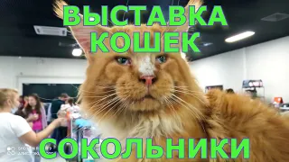 Выставка кошек.Сокольники.Июль 2021