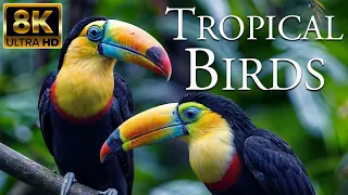 Tropical Birds 8K ULTRA HD | Tropical Rainforest Nature Sounds | Relaxing Music