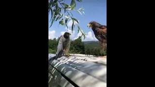 A great fight between a hawk and a Falcon