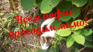 Кошка родила котят в кустах около подъезда.