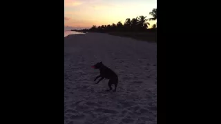 moose on the beach