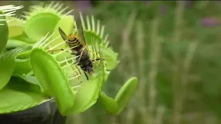 Venus, la planta carnívora, protagonizó un sorprendente encuentro con varias avispas #insectos