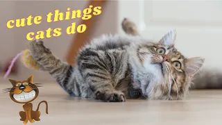 It's TIME for SUPER LAUGH! - Best FUNNY CAT videos