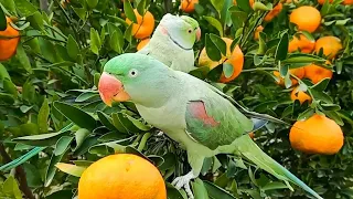 Cute Talking Parrot Sounds | Parrots Eating Oranges on Tree