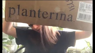 Hoyas! - Plant Unboxing - Hirt's and Planterina