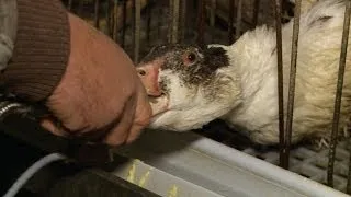 Outcry forces foie gras industry to swallow changes