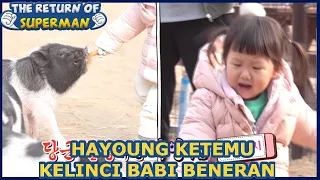 Hayoung Ketemu Kelinci Babi Beneran |The Return of Superman |SUB INDO| 210314 Siaran KBS WORLD TV|