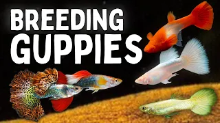 How to Breed Guppies (Beginner's Guide)